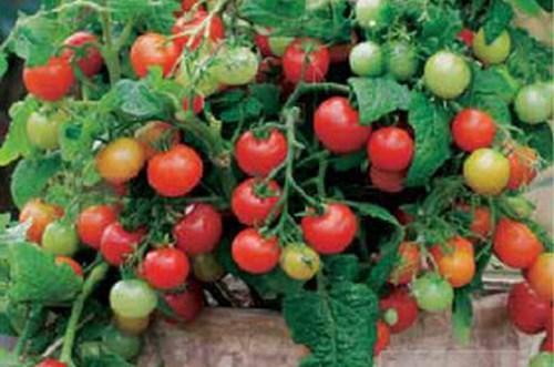 детерминантный сорт томатов фото