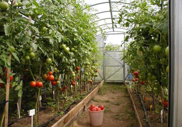Как ухаживать за помидорами в теплице - правила, советы, видео