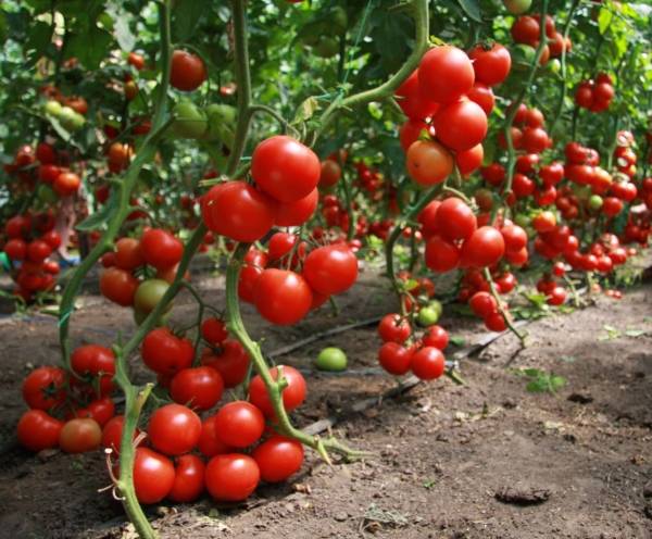 Сорта помидоров для теплиц – Урала, Сибири, видео