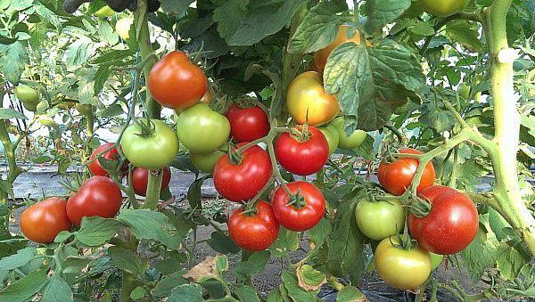 высокоурожайные сорта помидор
