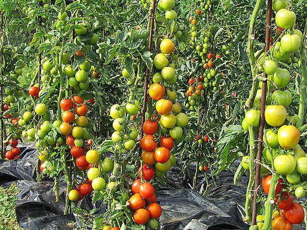 Лучшие сорта некрупных томатов: посадка и уход