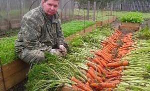 хороший урожай моркови