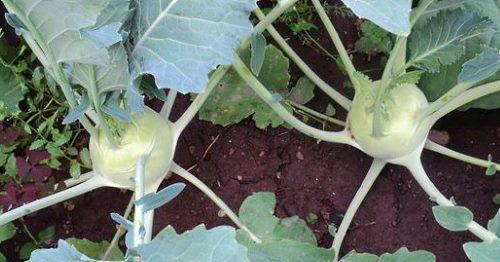 Капуста кольраби как выращивать в открытом грунте