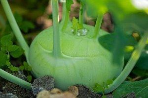 Капуста кольраби как выращивать в открытом грунте