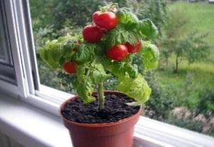 Как вырастить помидоры черри на подоконнике?