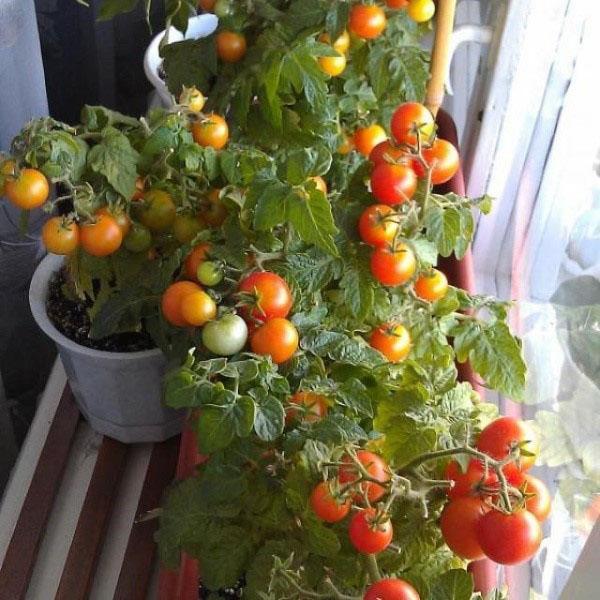 Помидоры на подоконнике круглый год, лучшие сорта помидор для выращивания  на подоконнике + видео
