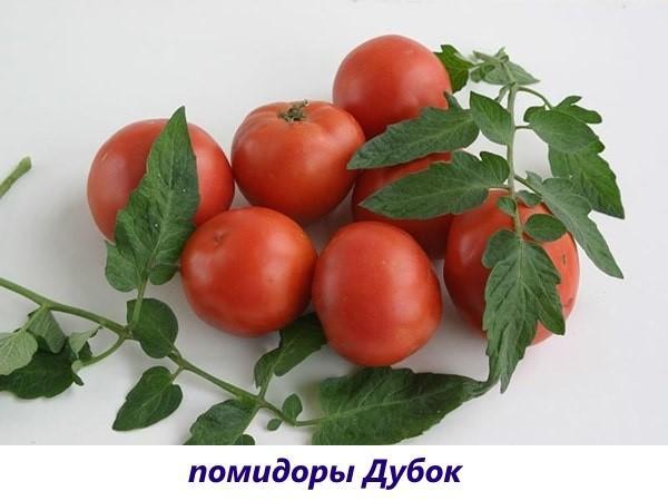 pomidory-podokonnike-10