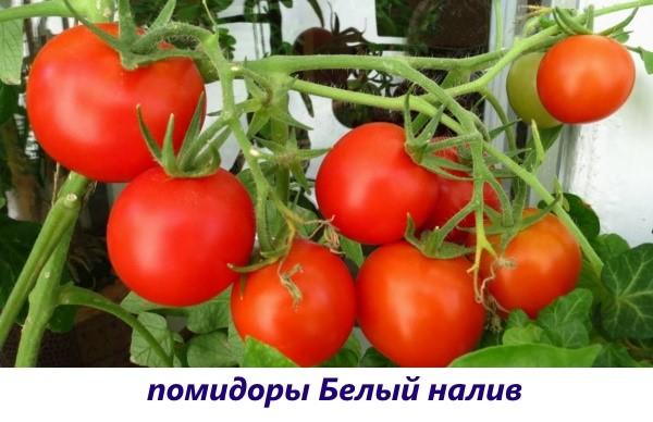 pomidory-podokonnike-12