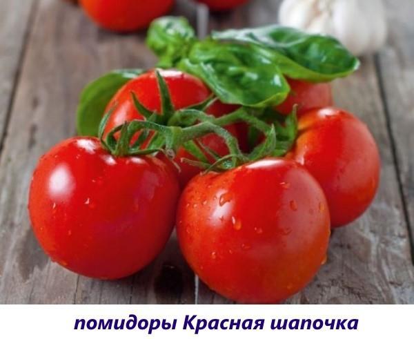 pomidory-podokonnike-13