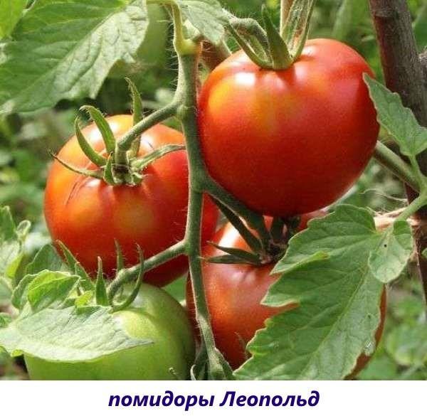 pomidory-podokonnike-14