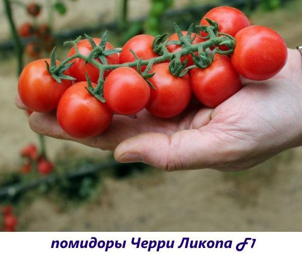 pomidory-podokonnike-15