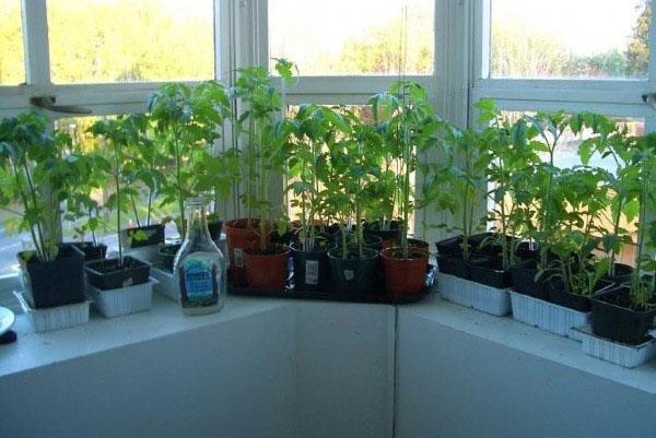 уход за рассадой томатов на подоконнике