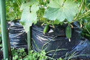 Способы выращивания огурцов - в мешках, бочке, бутылках