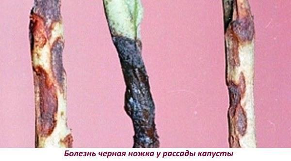 Болезнь черная ножка у рассады капусты