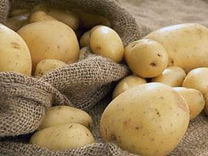 Фото и описание болезней картофеля – альтернариоз, черная ножка, фитофтороз, парша