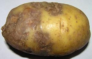 Фитофтороз клубня картофеля