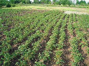 Картофельное поле после окучивания