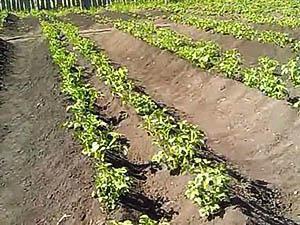 Преимущества и особенности технологии посадки картофеля по Митлайдеру +видео