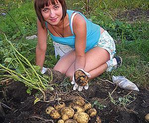 Правила посадки картофеля и ухода за растениями для получения хорошего урожая + видео
