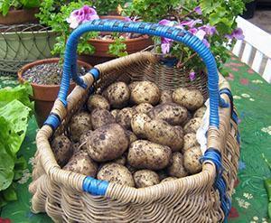 Сроки созревания картофеля и особенности уборки клубней, видео