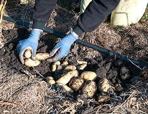 Урожай картофеля под соломой