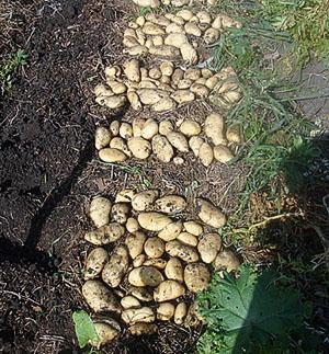 Урожай картофеля после окучивания