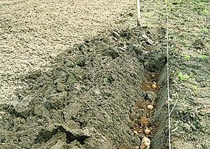 Высадка картофеля под лопату