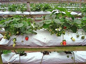 Как выращивать клубнику в мешках зимой в домашних условиях?