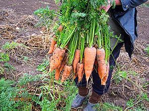 Уборка моркови вручную