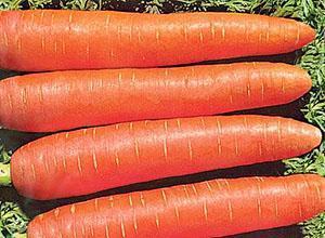 Морковь Алтайская укороченная