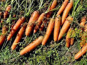Урожай моркови на хранение