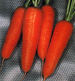 Морковь Витаминная
