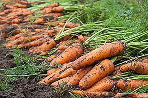 Как посадить морковь чтобы быстро взошла