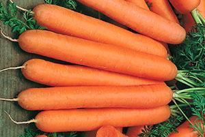 Морковь выращенная по Митлайдеру