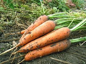 Морковь выращенная в Сибири