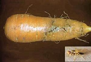 Овощ пораженный морковной мухой