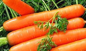 Советы огородника: как быстро прорастить семена моркови + видео