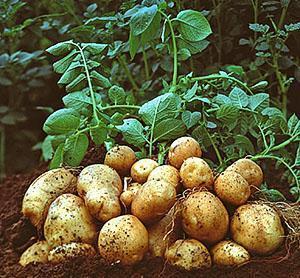 Потребность в воде и сроки полива картофеля в открытом грунте видео