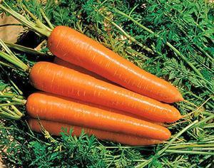 Среднеспелая морковь Тип-Топ