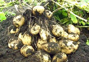 Урожай картофеля в открытом грунте