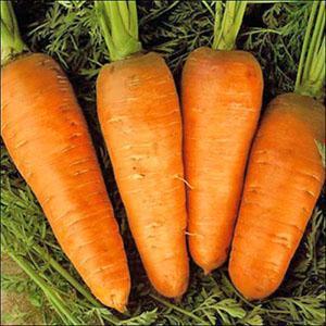 Урожай моркови на Урале