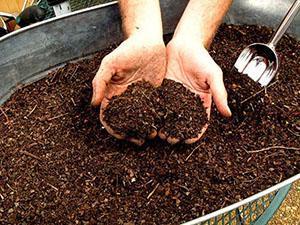 почва для клубники