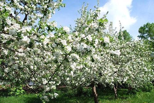 Цветет яблоневый сад
