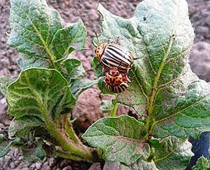 Колорадский жук на картофельном кусте