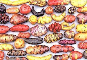 Многовековая история картофеля