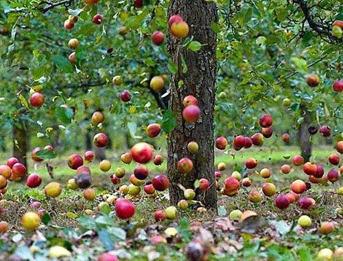 Падают яблоки с неухоженных деревьев