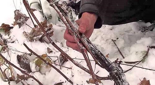 Проверка сохранности виноградной лозы зимой
