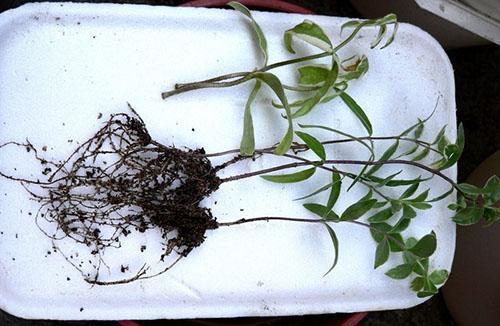 Жимолость каприфоль ароматная лиана: посадка, уход и размножение + видео