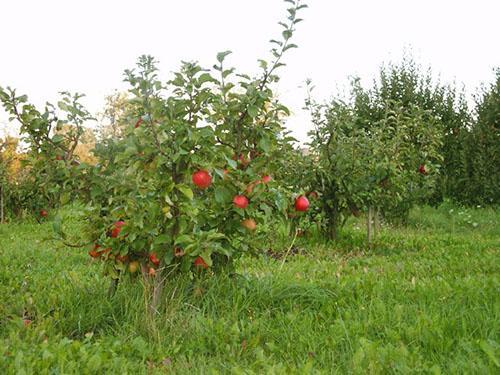 Сад карликовых яблонь