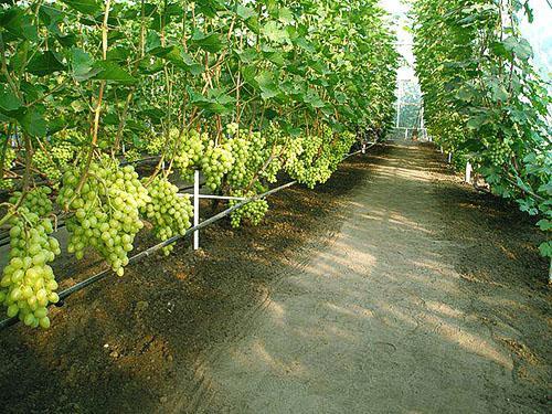 Соблюдение агротехники выращивания винограда дает хорошие результаты